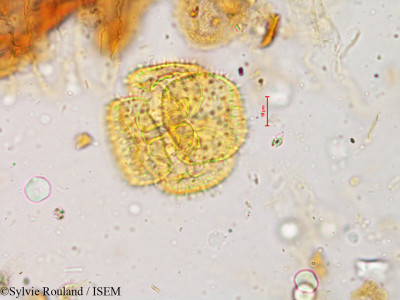 Drosera indica - lame n° 4931