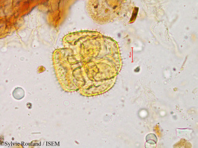 Drosera indica - lame n° 4931