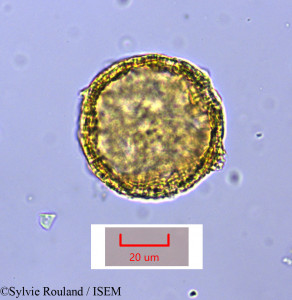Sylvie.Rouland/Drosophyllum_lusitanicum_1674/Drosophyllum_lusitanicum_1674_0001(copy)_thumb.jpg