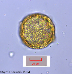 Drosophyllum lusitanicum - lame n° 1674