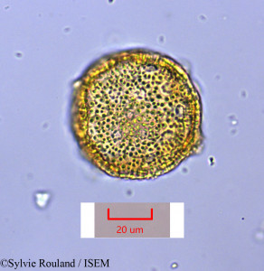 Drosophyllum lusitanicum - lame n° 1674
