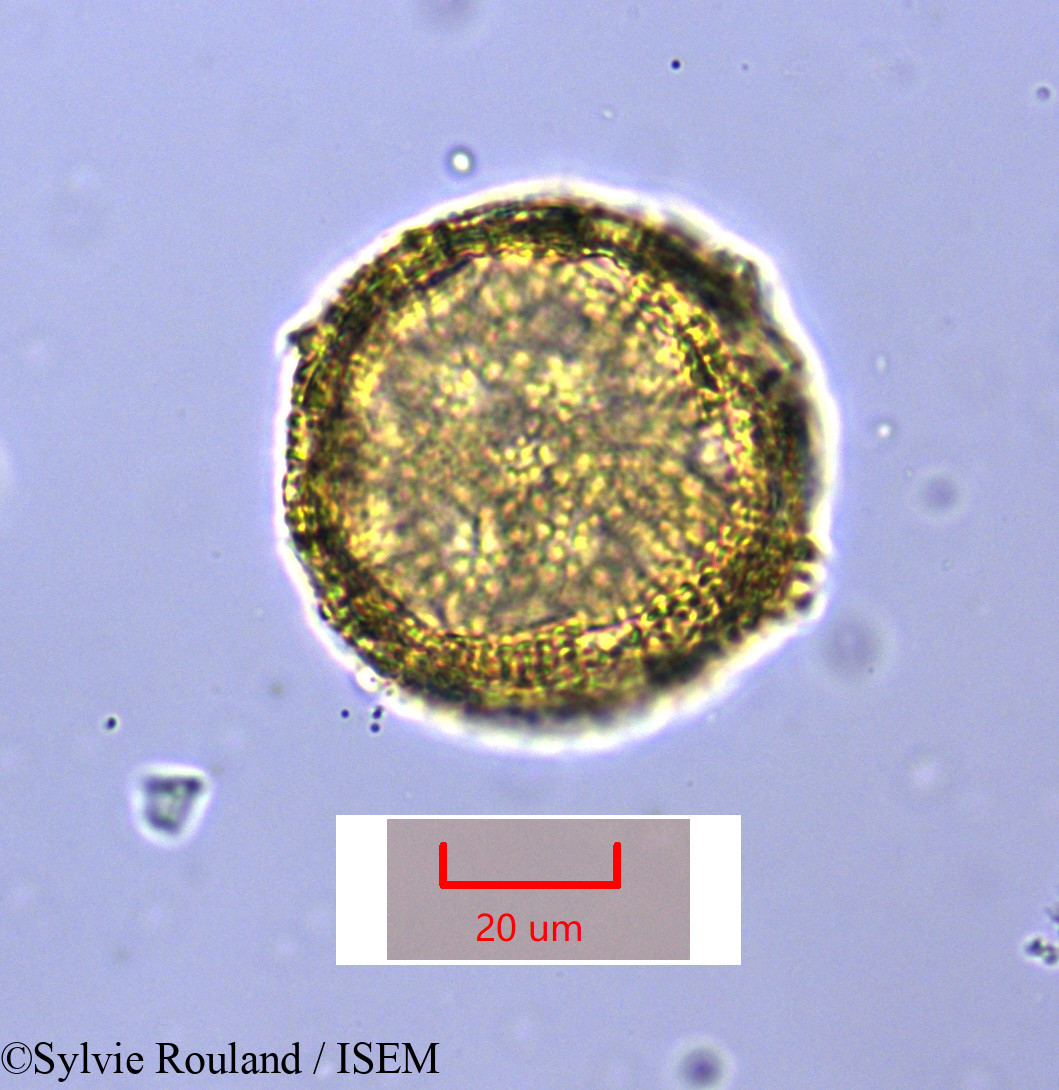 Sylvie.Rouland/Drosophyllum_lusitanicum_1674/Drosophyllum_lusitanicum_1674_0004(copy).jpg