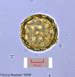 Drosophyllum lusitanicum - lame n° 1674
