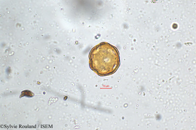 Sylvie.Rouland/Drymaria_cordata_5160/Drymaria_cordata_5160_0001(copy)_thumb.jpg