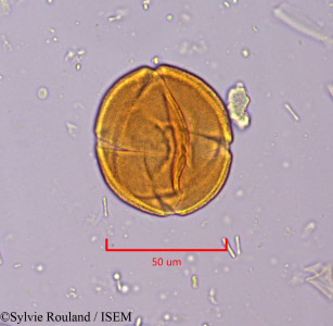 Drypetes capuronii - lame n° 1918