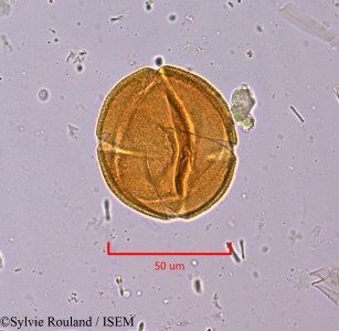 Drypetes capuronii - lame n° 1918