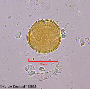 Drypetes capuronii - lame n° 1918