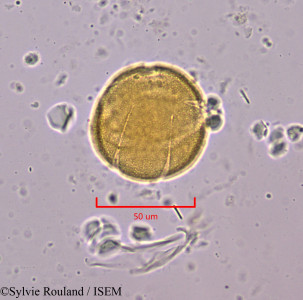 Drypetes capuronii - lame n° 1918