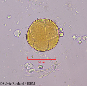 Drypetes capuronii - lame n° 1918