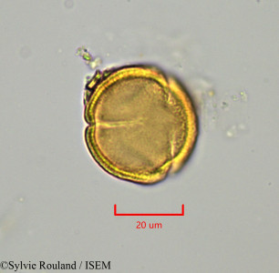 Drypetes capuronii - lame n° 1919