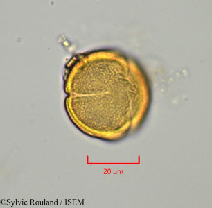 Drypetes capuronii - lame n° 1919