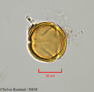 Drypetes capuronii - lame n° 1919