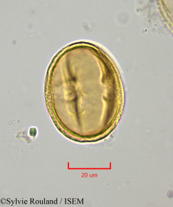 Drypetes capuronii - lame n° 1919