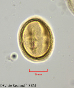 Drypetes capuronii - lame n° 1919