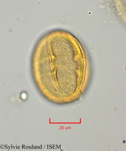 Drypetes capuronii - lame n° 1919