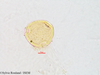 Dumasia villosa - lame n° 2804