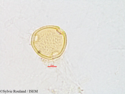 Dumasia villosa - lame n° 2804
