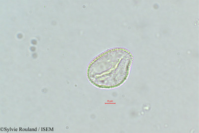 Sylvie.Rouland/Dypsis_gracilis_309/Dypsis_gracilis_309_0001(copy)_thumb.jpg