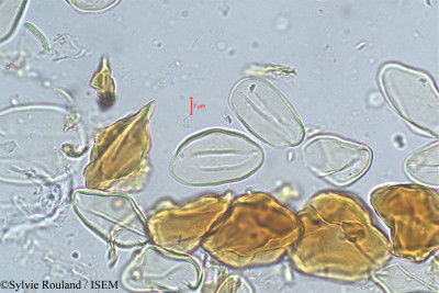 Sylvie.Rouland/Dypsis_heterophylla_293/Dypsis_heterophylla_293_0001(copy)_thumb.jpg
