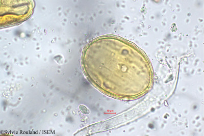 Sylvie.Rouland/Dyschoriste_depressa_5598/Dyschoriste_depressa_5598_0001(copy)_thumb.jpg