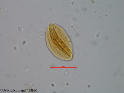Sylvie.Rouland/Dyschoriste_hispidula_8375/Dyschoriste_hispidula_8375_0001(copy)_thumb.jpg