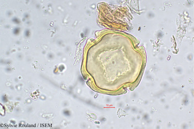 Sylvie.Rouland/Dysoxylum_binectariferum_5621/Dysoxylum_binectariferum_5621_0001(copy)_thumb.jpg