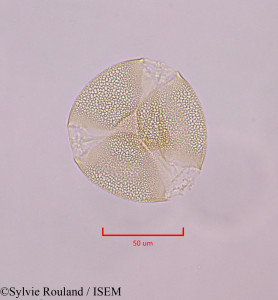 Sylvie.Rouland/Ecballium_elaterium_47235/Ecballium_elaterium_47235_0001(copy)_thumb.jpg