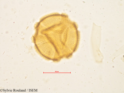 Sylvie.Rouland/Ecbolium_linnaeanum_4946/Ecbolium_linnaeanum_4946_0001(copy)_thumb.jpg