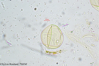 Sylvie.Rouland/Echinochloa_frumentacea_5037/Echinochloa_frumentacea_5037_0001(copy)_thumb.jpg