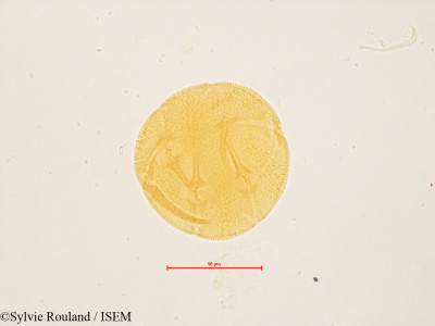 Sylvie.Rouland/Echinocystis_lobata_4844/Echinocystis_lobata_4844_0001(copy)_thumb.jpg