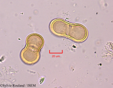 Sylvie.Rouland/Echinophora_radians_1837/Echinophora_radians_1837_0001(copy)_thumb.jpg
