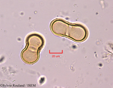 Echinophora radians - lame n° 1837