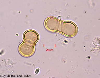Echinophora radians - lame n° 1837