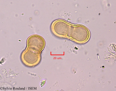 Echinophora radians - lame n° 1837