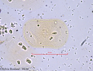 Sylvie.Rouland/Echinophora_spinosa_838/Echinophora_spinosa_838_0001(copy)_thumb.jpg