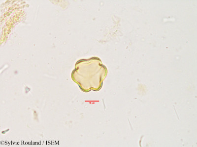 Sylvie.Rouland/Ehretia_ovalifolia_3846/Ehretia_ovalifolia_3846_0001(copy)_thumb.jpg