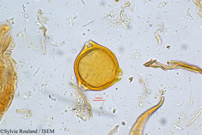 Sylvie.Rouland/Elaeagnus_conferta_5044/Elaeagnus_conferta_5044_0001(copy)_thumb.jpg