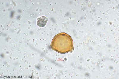 Sylvie.Rouland/Elaeagnus_indica_5358/Elaeagnus_indica_5358_0001(copy)_thumb.jpg