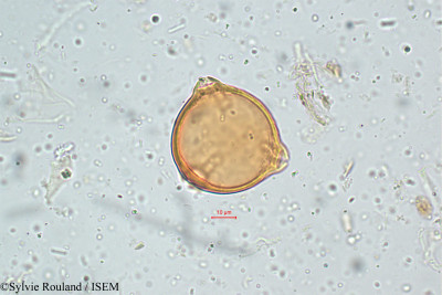 Sylvie.Rouland/Elaeagnus_kologa_5105/Elaeagnus_kologa_5105_0001(copy)_thumb.jpg