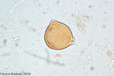 Elaeagnus kologa - lame n° 5105