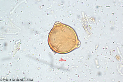 Elaeagnus kologa - lame n° 5105
