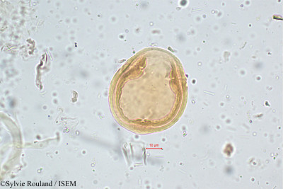 Elaeagnus kologa - lame n° 5105