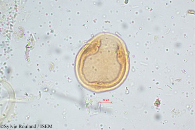 Elaeagnus kologa - lame n° 5105