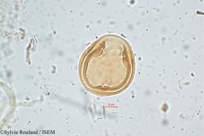 Elaeagnus kologa - lame n° 5105