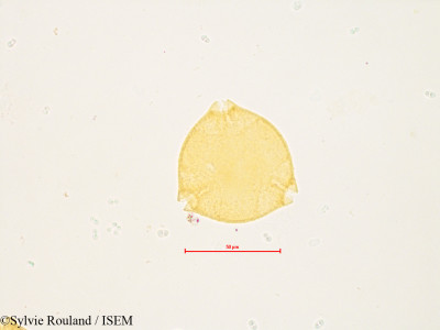 Sylvie.Rouland/Elaeagnus_multiflora_4857/Elaeagnus_multiflora_4857_0001(copy)_thumb.jpg