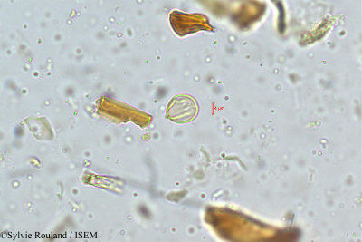Sylvie.Rouland/Elaeocarpus_munroii_5190/Elaeocarpus_munroii_5190_0001(copy)_thumb.jpg