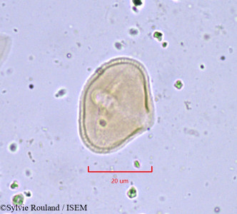 Sylvie.Rouland/Elaeoselinum_meoides_836/Elaeoselinum_meoides_836_0001(copy)_thumb.jpg