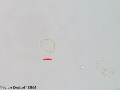 Sylvie.Rouland/Elatostema_fagifolium_3110/Elatostema_fagifolium_3110_0001(copy)_thumb.jpg