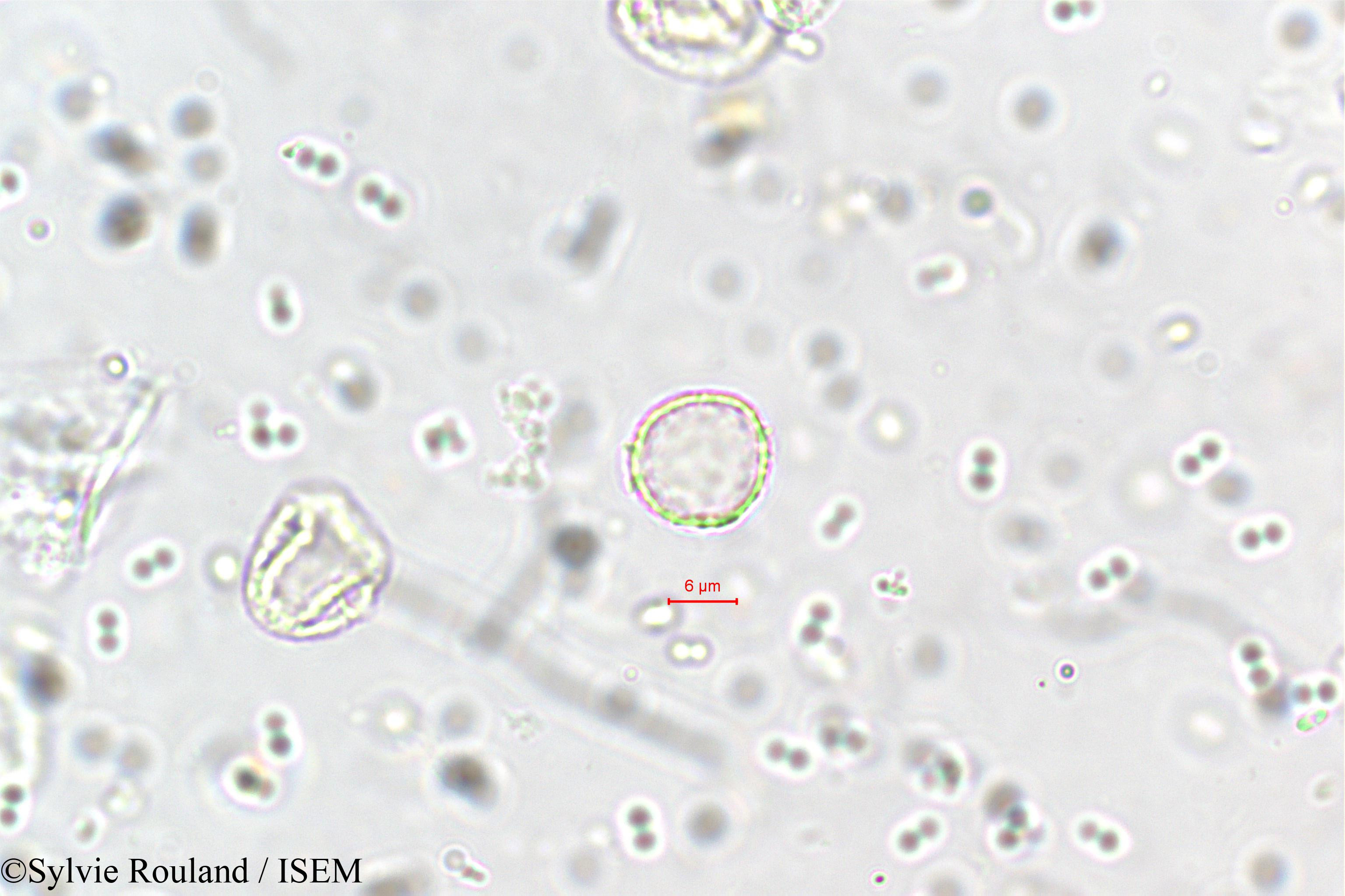 Sylvie.Rouland/Elatostema_lineolatum_5703/Elatostema_lineolatum_5703_0001(copy).jpg