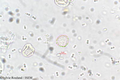 Sylvie.Rouland/Elatostema_lineolatum_5703/Elatostema_lineolatum_5703_0001(copy)_thumb.jpg